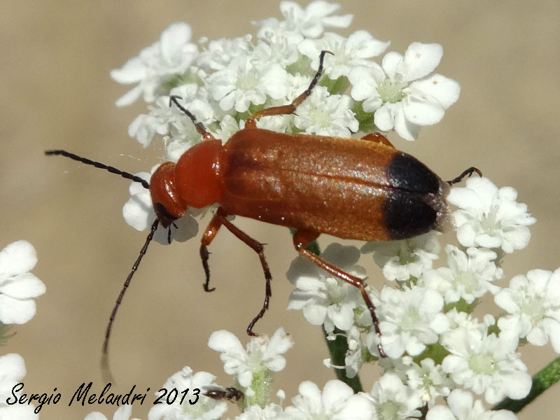 Zonitis flava (Meloidae)